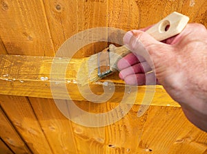 Mans hand applying orange fence paint to a garden fence