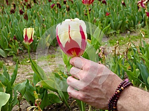 A mans hand holding a red and white tulip