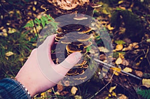 Mans hand with mushrooms on tree