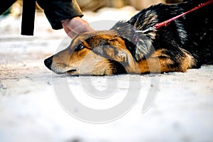 Mans hand stroking the abandoned dog