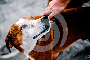 Mans hand stroking the abandoned dog