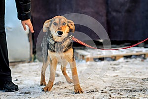 Mans hand stroking the abandoned dog