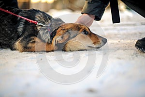 Mans hand stroking the abandoned dog