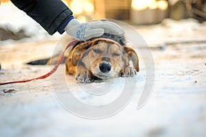 Mans hand stroking the abandoned dog