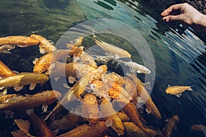 Mans hand throwing food at group of golden carpd in the pond