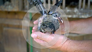 Mans hands hold young squab pigeon before fly out of the nest