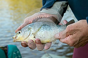 Mans hands holding a freshwater bream fish