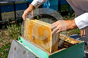 Mans hands pull off a honeycell full of honey from a beehive