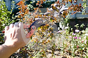 Mans hands with secateurs cutting off wilted flowers on bush. Seasonal gardening, pruning plants