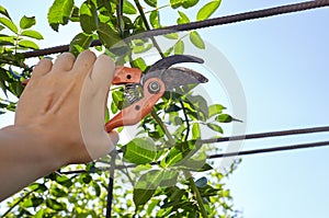 Mans hands with secateurs cutting off wilted flowers on rose bush. Seasonal gardening