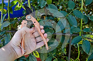 Mans hands with secateurs cutting off wilted flowers on rose bush. Seasonal gardening, pruning plants