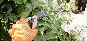 Mans hands with secateurs cutting off wilted flowers on rose bush. Seasonal gardening, pruning plants