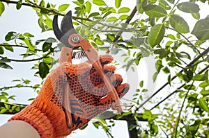 Mans hands with secateurs cutting off wilted flowers on rose bush. Seasonal gardening, pruning plants