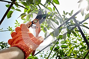 Mans hands with secateurs cutting off wilted flowers on rose bush. Seasonal gardening, pruning plants