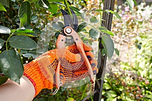 Mans hands with secateurs cutting off wilted flowers on rose bush. Seasonal gardening, pruning plants