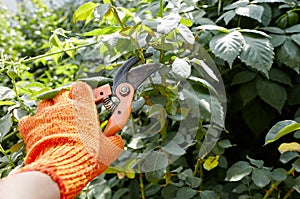 Mans hands with secateurs cutting off wilted flowers on rose bush. Seasonal gardening, pruning plants