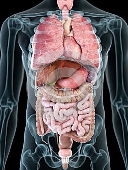 a mans internal organs photo