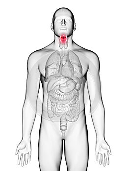 A mans larynx