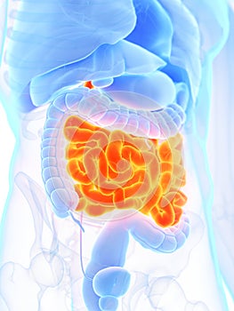 A mans small intestine