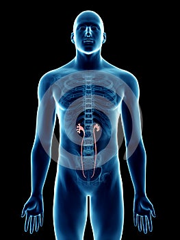 A mans ureters photo