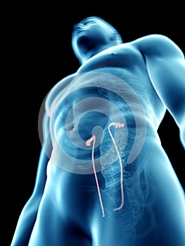 a mans ureters