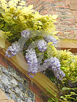 mansion house castle wedding flowers wisteria hanging plants racemes gardens floral