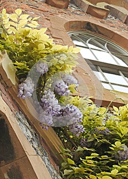 mansion house castle wedding flowers wisteria hanging plants racemes gardens floral