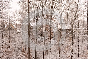 Mansions Behind Snowy Trees