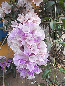 Mansoa alliacea or garlic vine