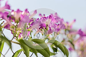 Mansoa alliacea or garlic vine blooming.