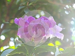 Mansoa alliacea or garlic vine blooming among green leaves