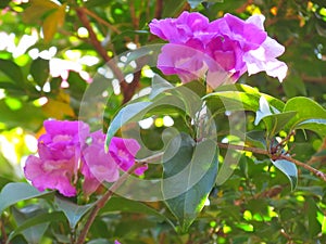 Mansoa alliacea or garlic vine blooming on tree