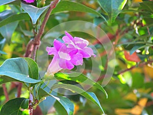 Mansoa alliacea or garlic vine blooming on tree