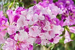 Mansoa alliacea or garlic vine. Garlic vine blooming.