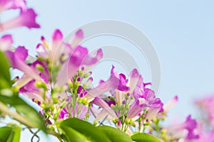 Mansoa alliacea or garlic vine. Garlic vine blooming.