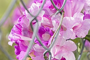 Mansoa alliacea or garlic vine. Garlic vine blooming.