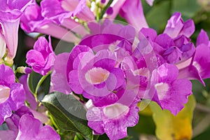 Mansoa alliacea or garlic vine. Garlic vine blooming.