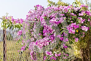 Mansoa alliacea or garlic vine. Garlic vine blooming.