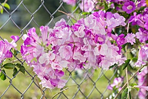 Mansoa alliacea or garlic vine. Garlic vine blooming.