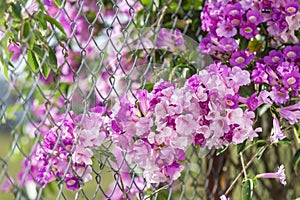 Mansoa alliacea or garlic vine. Garlic vine blooming.