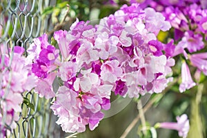 Mansoa alliacea or garlic vine. Garlic vine blooming.