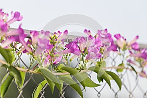 Mansoa alliacea or garlic vine. Garlic vine blooming.