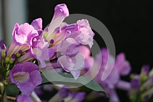 Mansoa alliaceaLam. A.H. Gentry Purple flower vine blossom bloom. photo