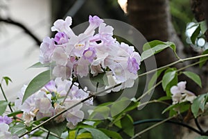 Mansoa alliacea Lam. White mixed with purple.