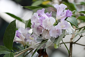 Mansoa alliacea Lam. White mixed with purple.