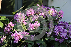 Mansoa alliaceaLam. A.H. Gentry Purple flower vine blossom bloom..