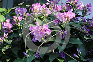 Mansoa alliaceaLam. A.H. Gentry Purple flower vine blossom bloom. photo
