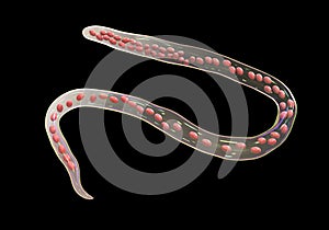 Mansonella ozzardi, a roundworm nematoda that causes serous cavity filariasis and keratitis in humans