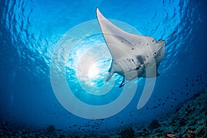 Manta in the blue background