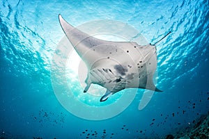Manta in the blue background